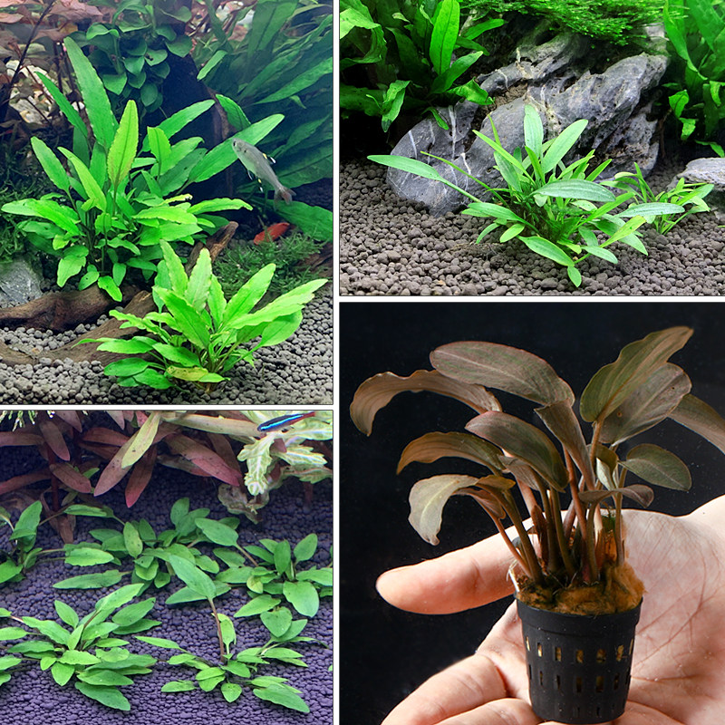 椒草合集鱼缸造景水草迷你小青椒温蒂喷泉咖啡水草