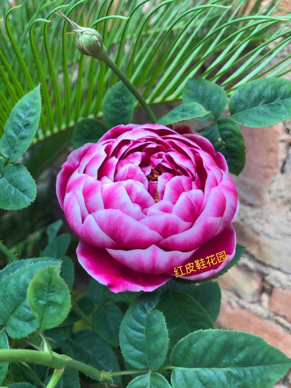 日本玛丽玫瑰月季月季花花苗灌木多季勤花浓香时令草本花卉