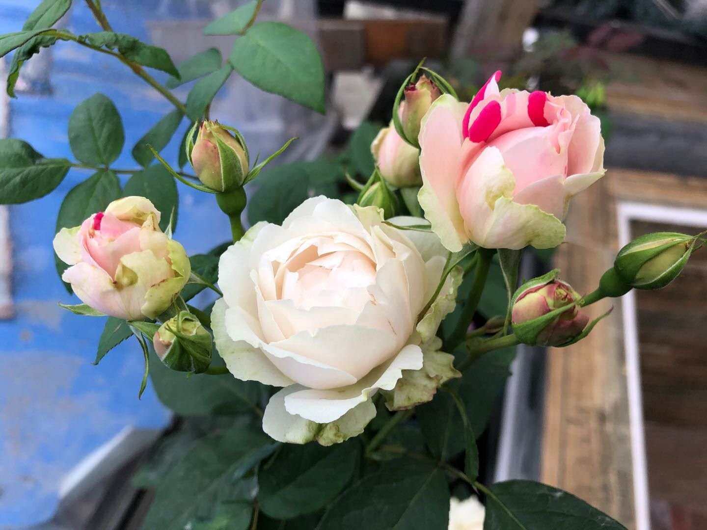 玫瑰花白桃草莓冻糕日月阳台露台盆栽庭院花园时令草本花卉