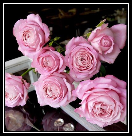 花吻flowerkiss微月月季多季窗台勤花庭院花园时令草本花卉