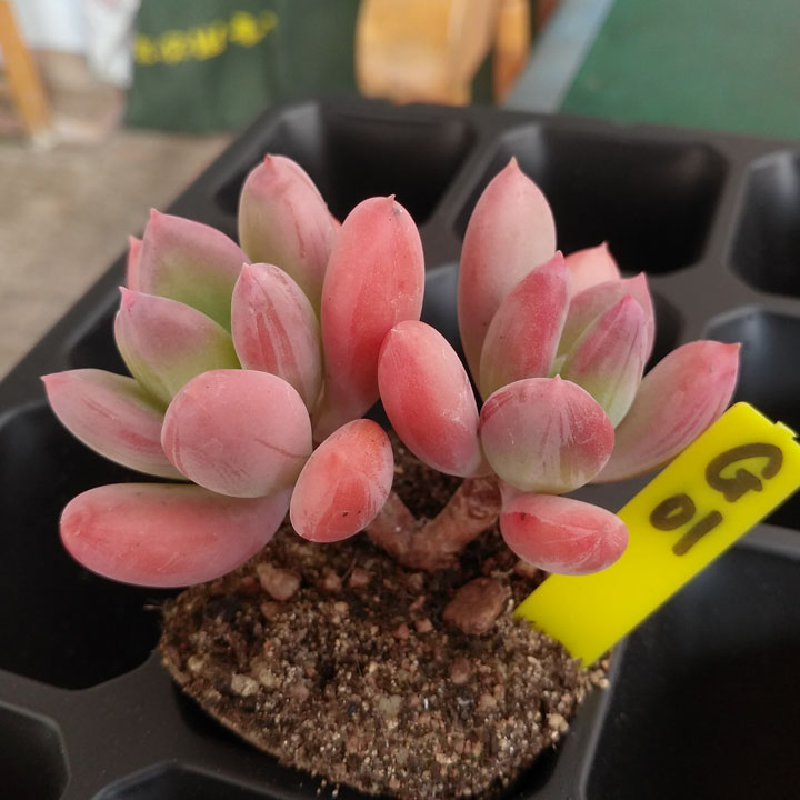 满百包青星美人小老桩东北开挂区大棚控养多肉植物一物多肉植物