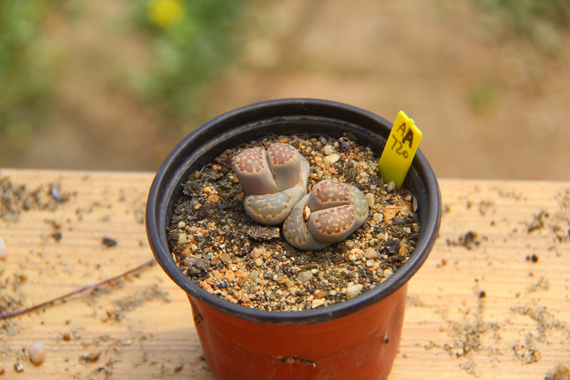 满百包李夫人番杏科生石花属多肉植物一物一拍仅此多肉植物