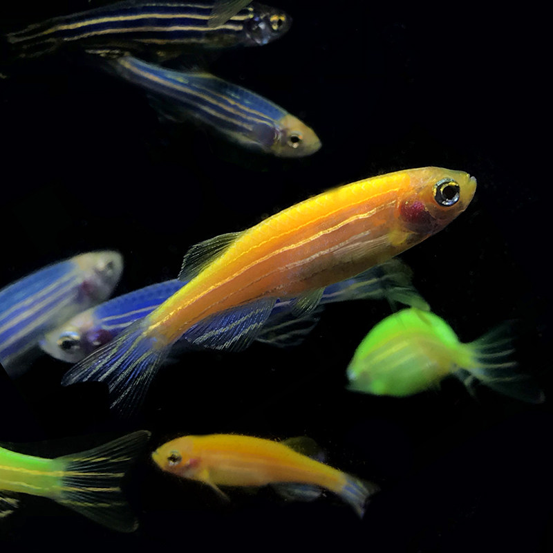 小型热带鱼观赏鱼灯科鱼群游鱼活体红蓝荧光斑马鱼