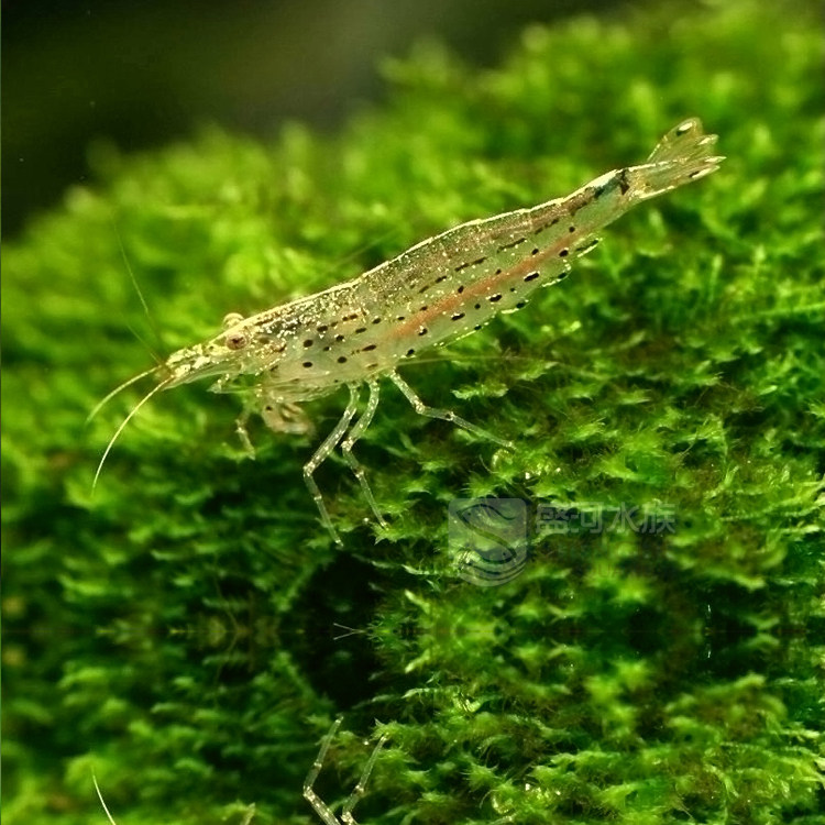 藻虾大和大河丝藻毛藻克星超强藻水草虾褐藻虾