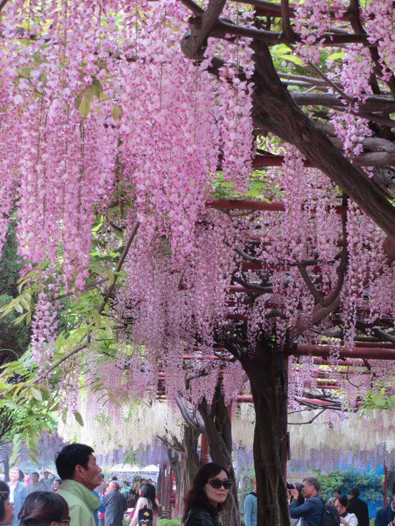 嫁接日本品种阿知粉色紫藤花絮50公分花卉