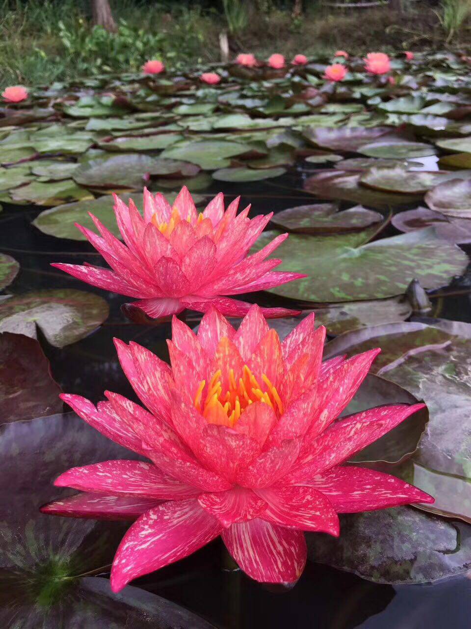 飘香藤盆栽花苗 藤本小清新 双腺藤小苗庭院花园爬藤花卉攀援植物