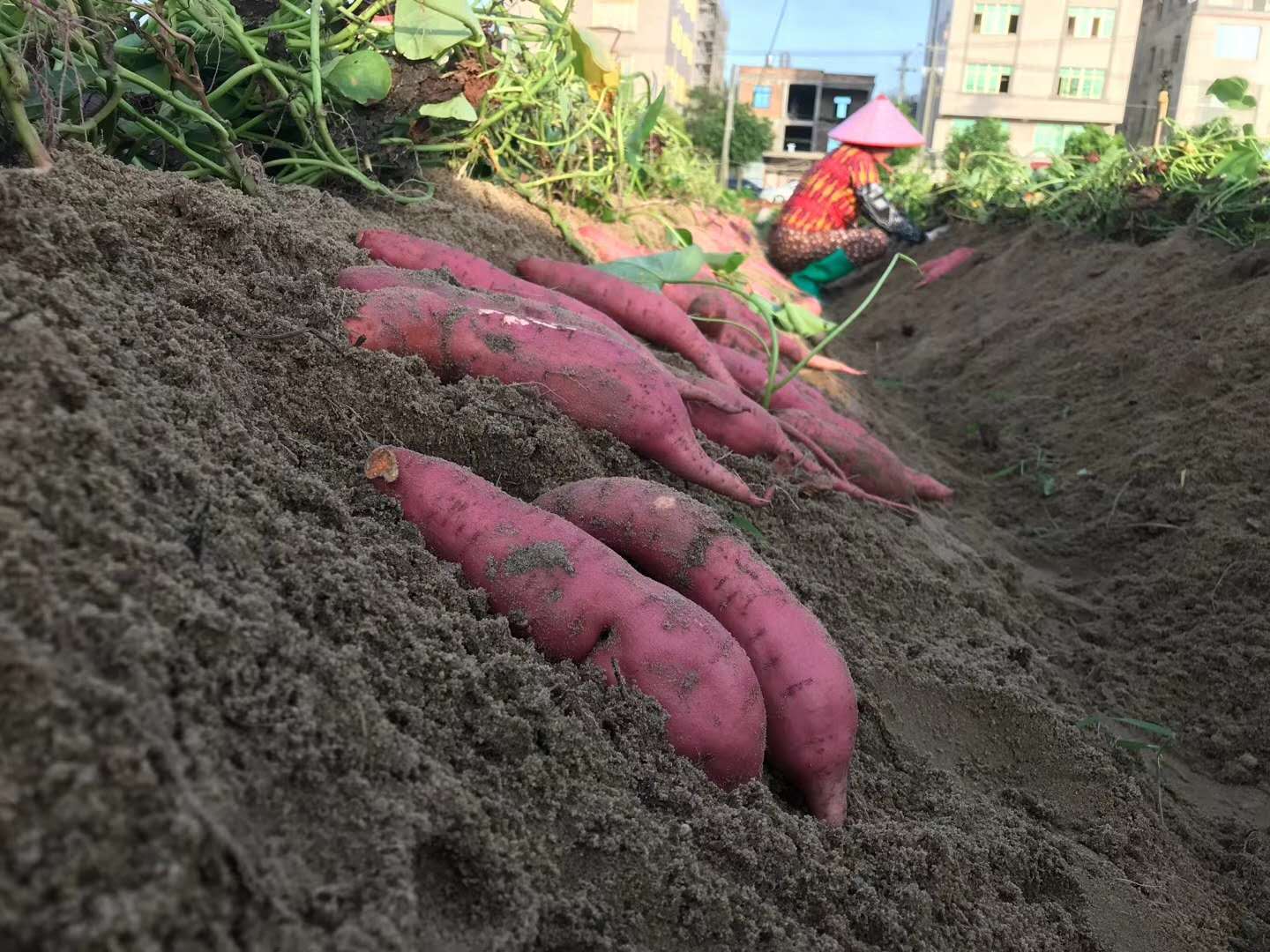 福建漳浦六鳌红蜜沙地地瓜大叶叶红红心番薯番薯