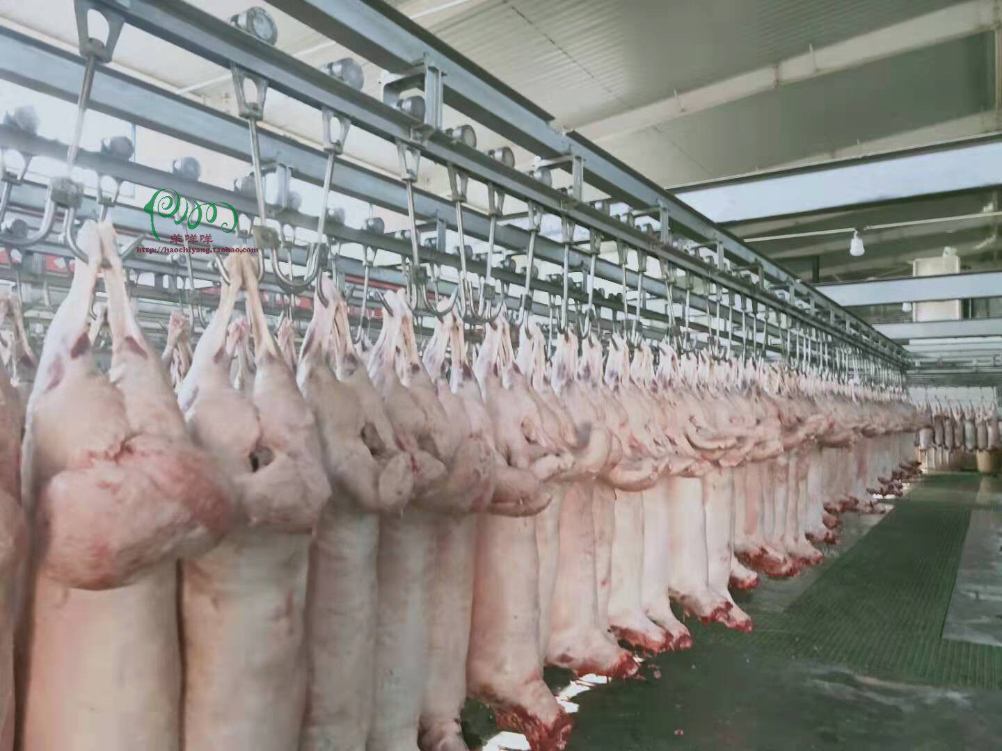 新鲜滩羊羊羔小羊宁夏盐池清真18斤羔羊空运生羊肉