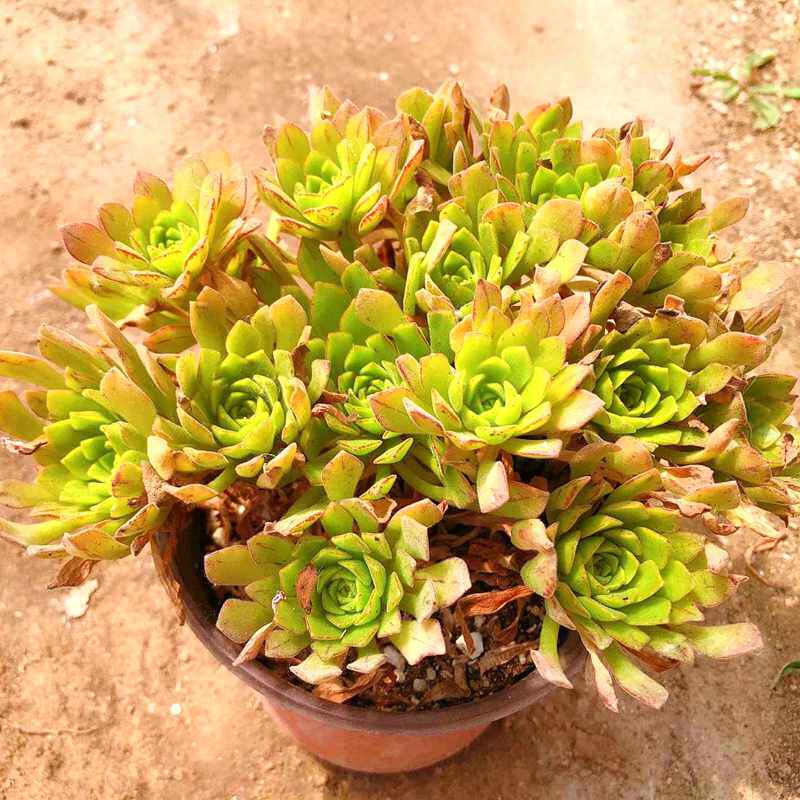 童童多肉满48包邮冰羽门客法师果冻色小老桩小型法师冰雨门客玛奇