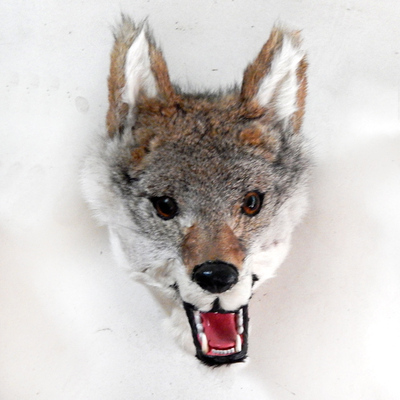 仿真动物标本狼头挂件皮毛工艺品家居饰品摄影拍照装饰道具壁饰