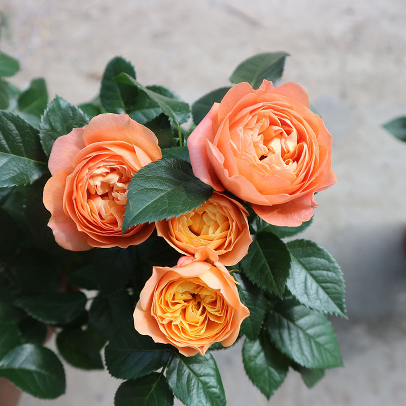 大花果汁玫瑰花微型月季带花盆栽阳台办公桌花卉时令草本花卉