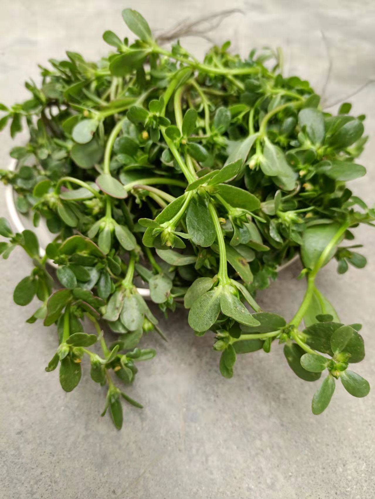 马齿苋菜新鲜蔬菜现摘马齿菜马蜂长寿菜瓜瓜子其它