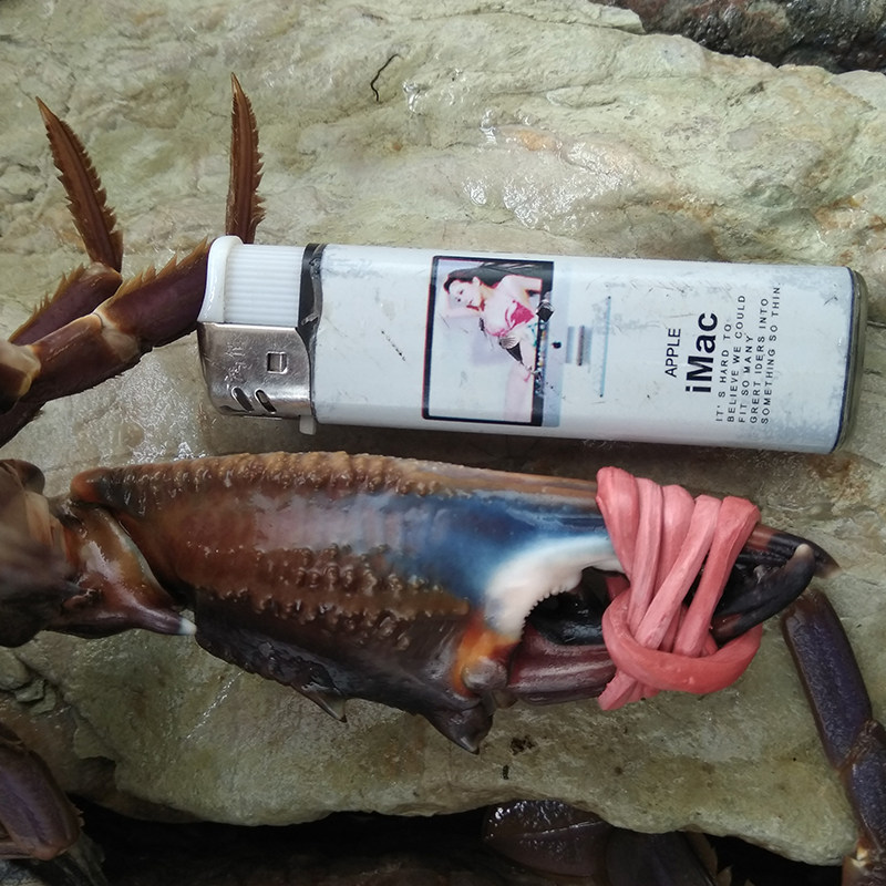 大连蟹飞梭子兰花鲜花海鲜新鲜花螃蟹特大活石青蟹