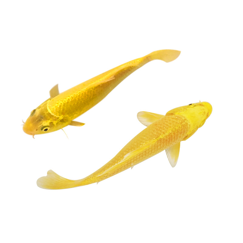 黄金锦鲤鲤鱼活体冷水鱼龙凤长尾鱼苗淡水鱼观赏鱼鱼