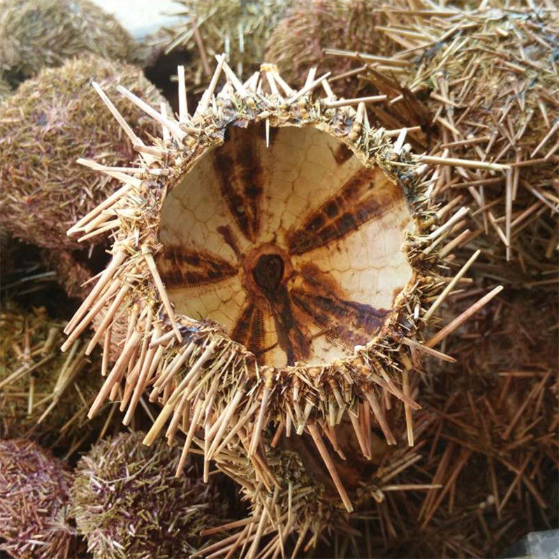中药辅料野生海胆壳新鲜日晒干海胆壳药引子海胆粉