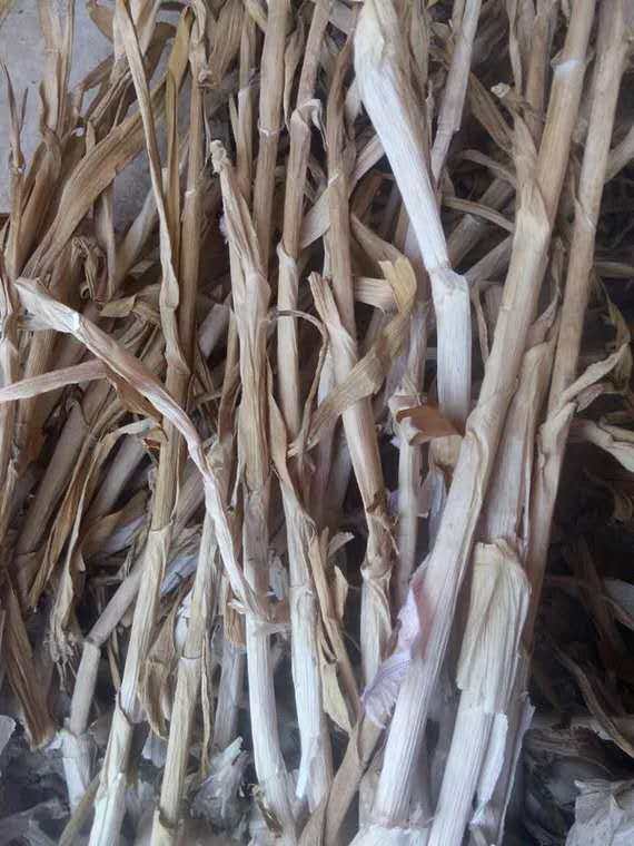 大蒜杆子山东茎干蒜苗叶子入药1斤装大蒜