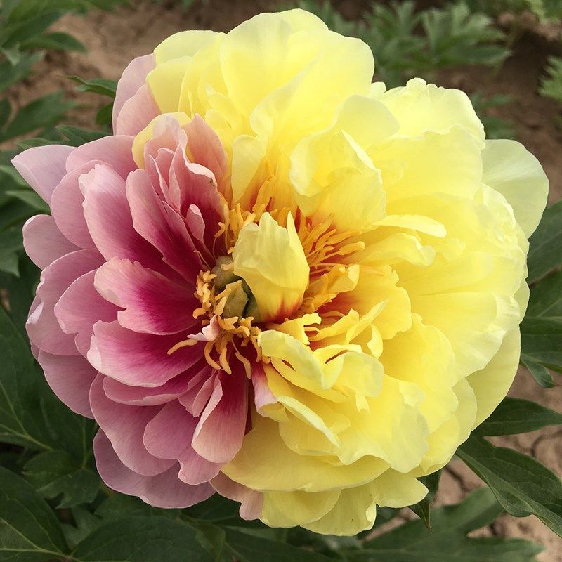 首页 痛风淘宝      重瓣芍药花苗根块多年生花卉