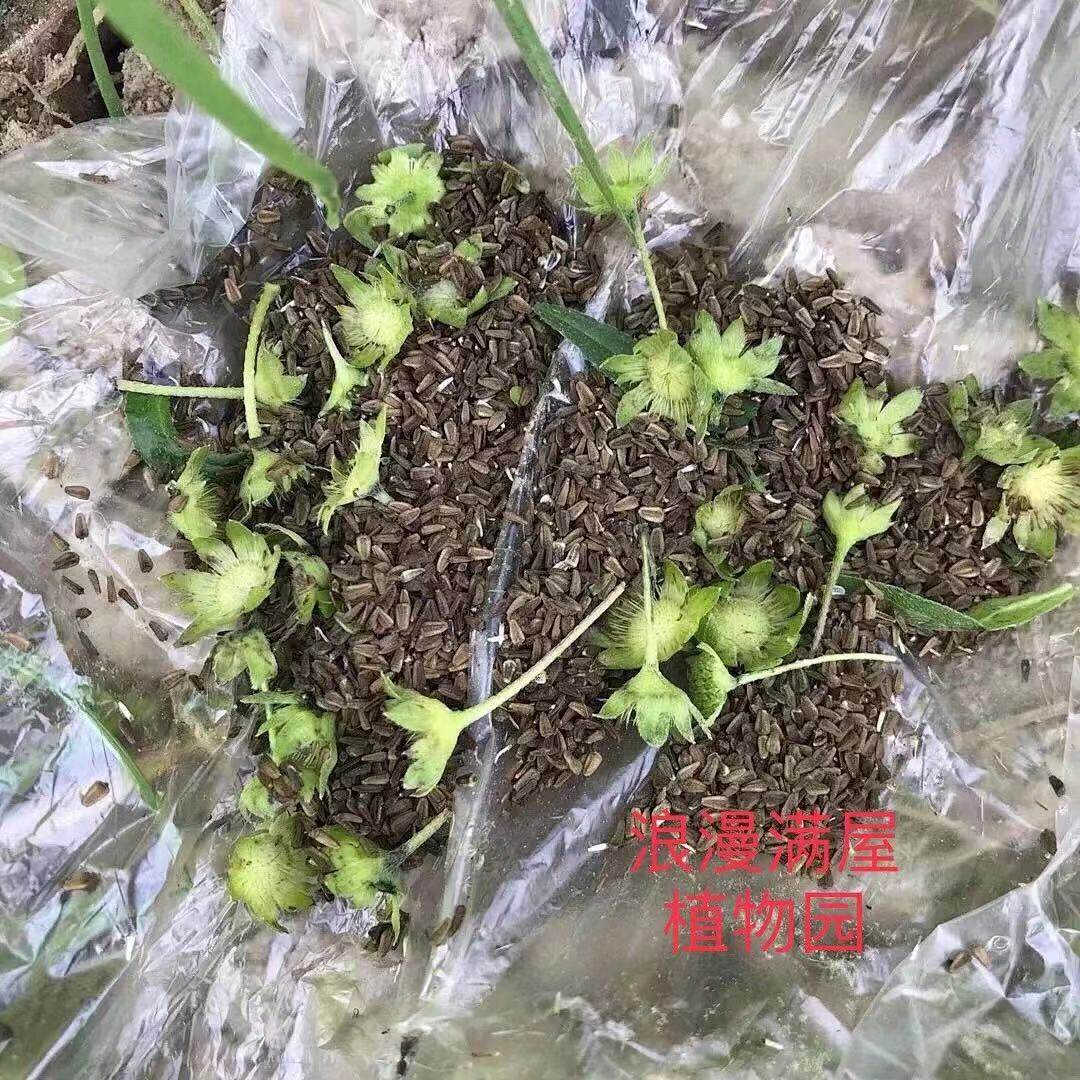 中药材旱莲草种种子墨旱鳢肠芨芨草阳台盆栽包邮家庭园艺种子