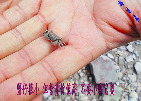 地方特产新鲜冷冻生小螃蟹野生小海蟹闸蟹仔下酒小菜收到自己油炸