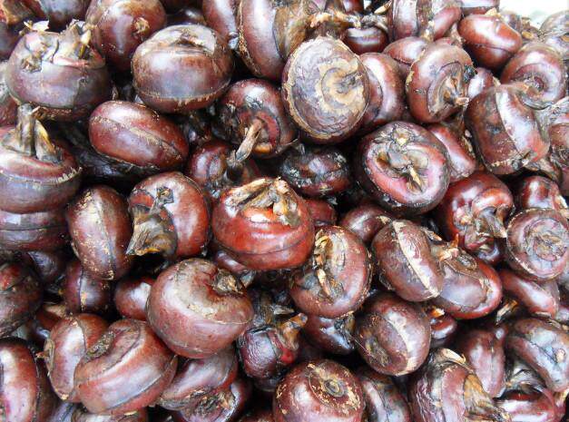 新鲜马蹄500g地栗荸荠带皮江浙沪任选6件顺丰荸荠