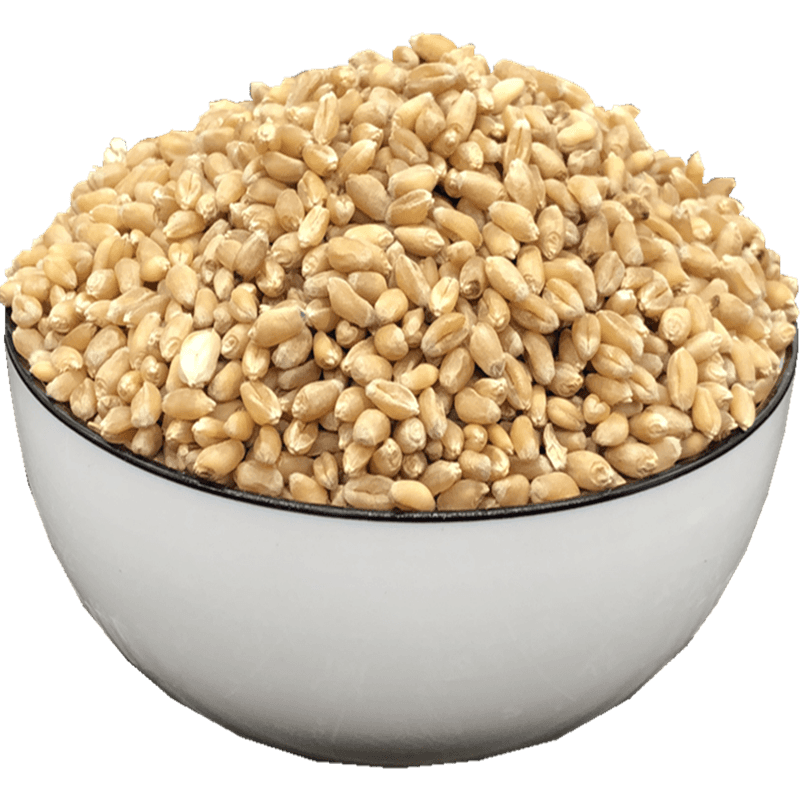 淮小麦1000克新货发芽率高怀小麦小麦种子茶非野生中