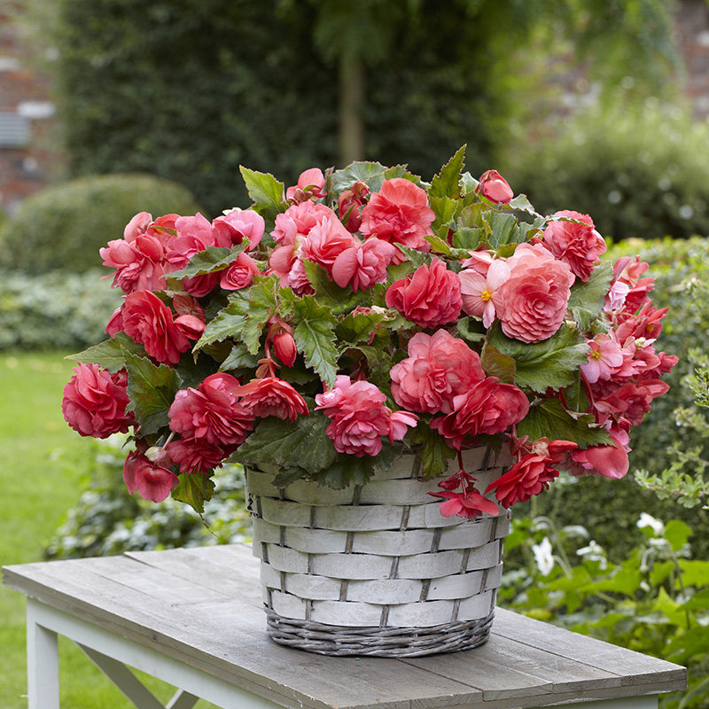 海蒂花园球根海棠多年生花期长阳阳台庭院盆栽种球
