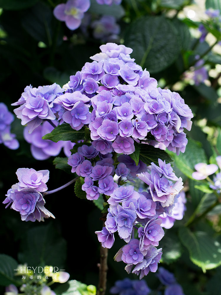 海蒂花园妖精之瞳大花绣球养活新品种超美阳台花卉