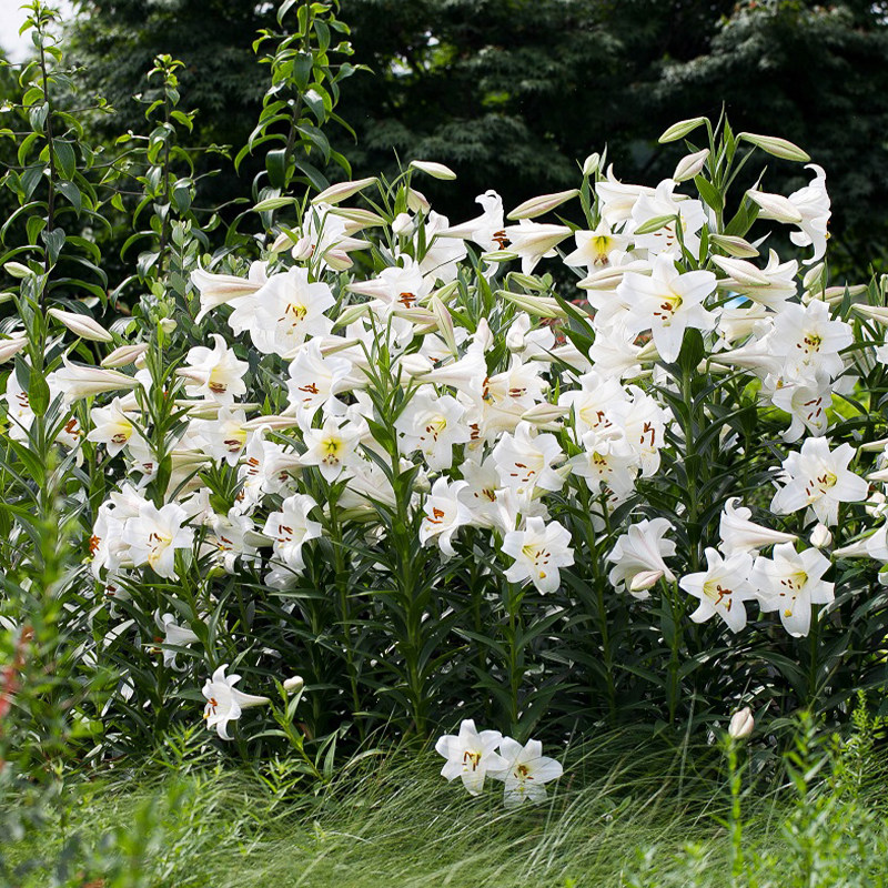 海蒂花园东方铁炮百合球根四季好养阳台庭院花卉种球