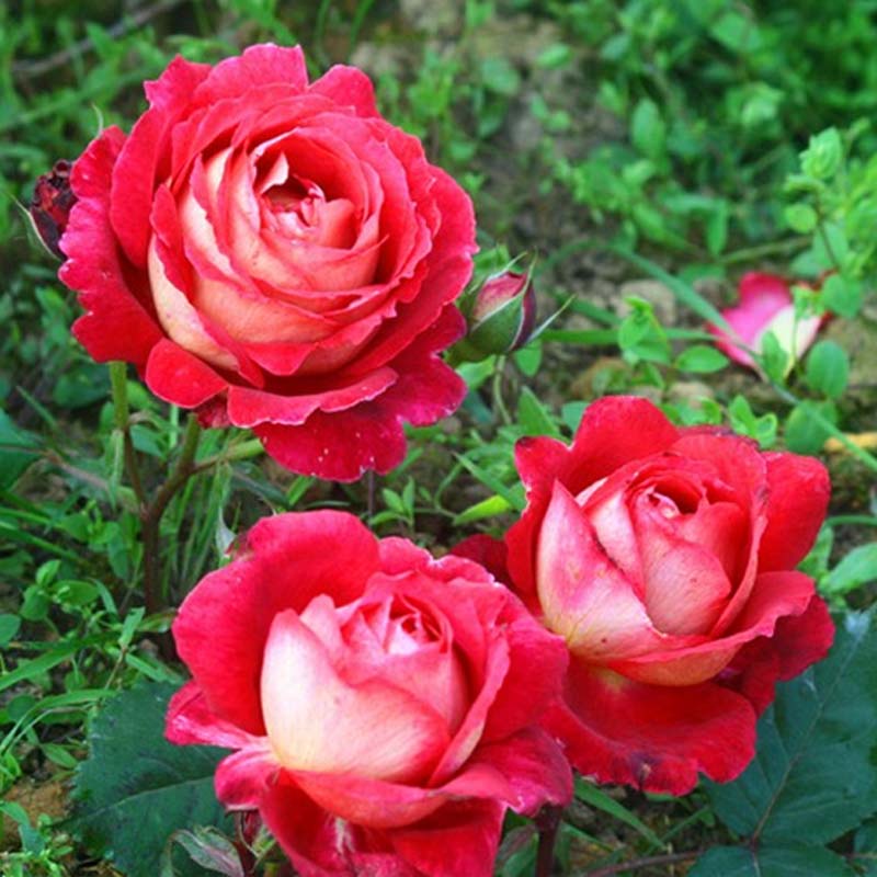 海蒂花园马萨德医生灌木月季多头季节重复开花观叶