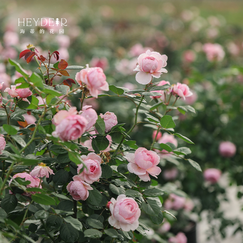 海蒂花园杰夫汉密尔顿包菜型直立立高灌木月季庭院月季