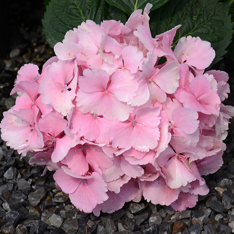 海蒂的花园蒂亚娜大花绣球八仙花耐半阴庭院阳台花卉绿植盆栽苗