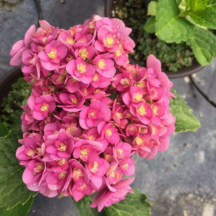 海蒂的花园 卑弥呼重瓣花美大花绣球八仙花庭院阳台花卉15cm盆栽