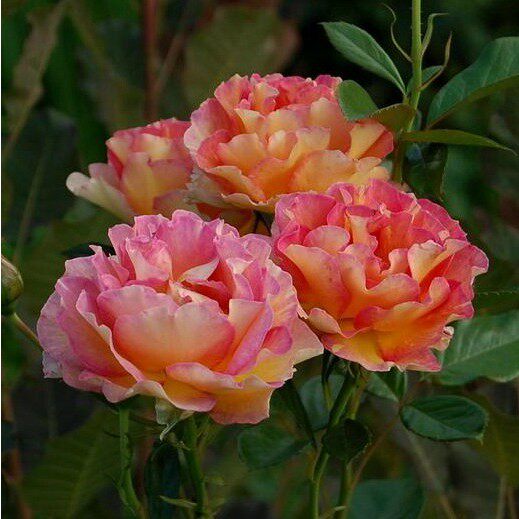 海蒂花园巴黎女士直立欧月抗病好养多季开花月季