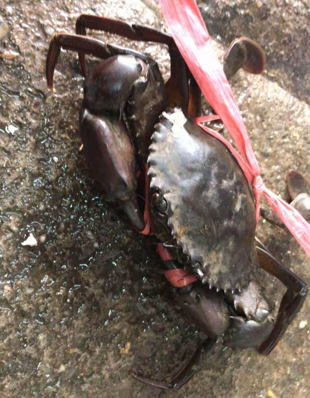 m号印尼蟹欧三哥香辣蟹外卖鲜活现炒海鲜熟食即食2只共800g