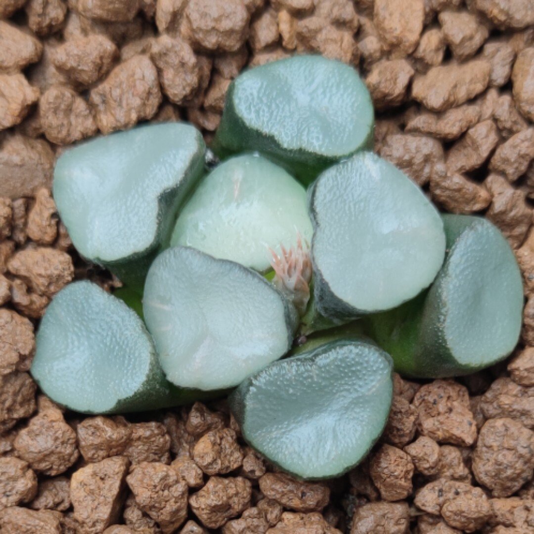 瓦苇十二空门万象5.5厘米实物拍照带盆发货包邮多肉植物