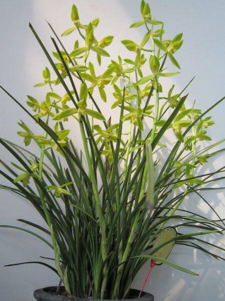 带大特别挺拔叶挺拔好养极香浓香品种蕙兰金岙时令草本花卉