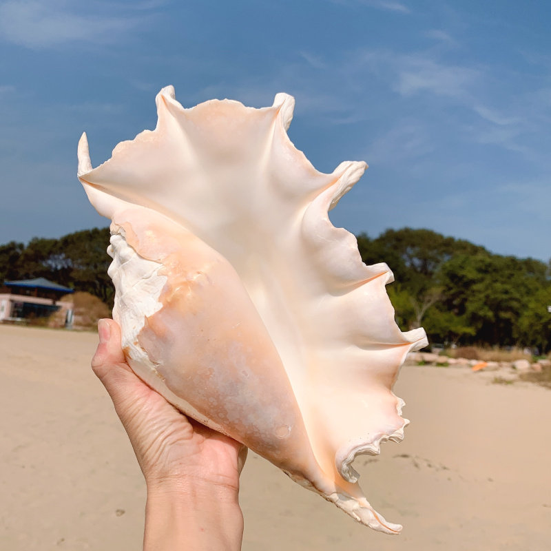 超大七角特大海螺天然贝壳地中海鱼缸装饰水族海螺