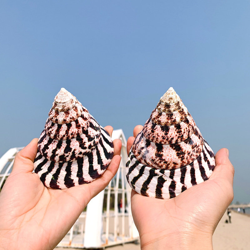 天然海螺贝壳特大花塔螺名鱼缸造景水族箱装饰品海螺