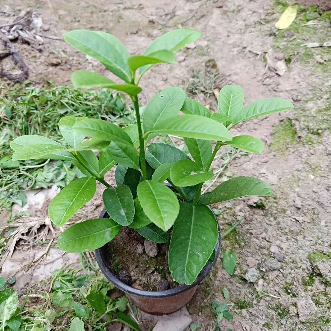 金华佛手苗佛手树苗正宗金佛手苗佛手盆栽带土带软盆发货