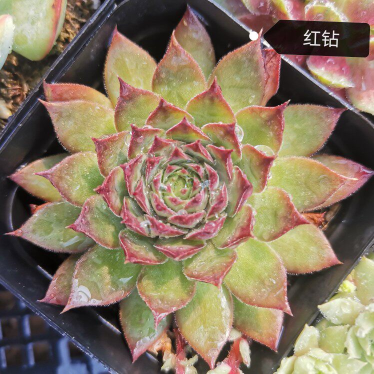 长生野马红钻彩蛋凌娟牡丹观音莲卷晨露黄金多肉植物