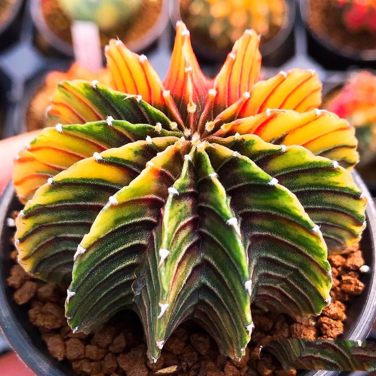 肉客多肉植物泰国进口口实仙人球锦肋骨牡丹多肉植物