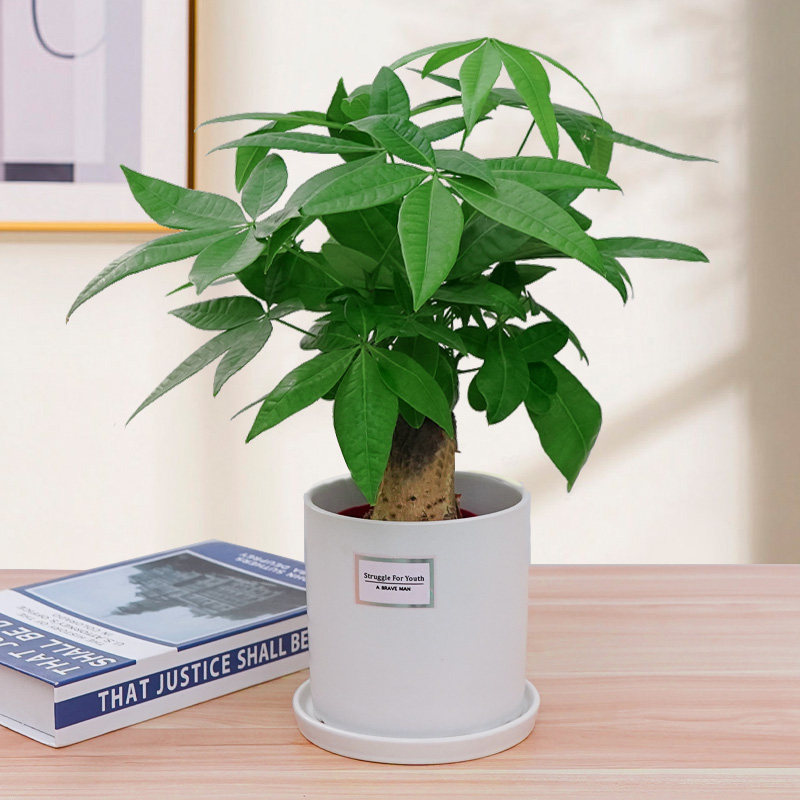 发财树迷你盆栽办公办公室室内桌面花卉植物净化空气绿植
