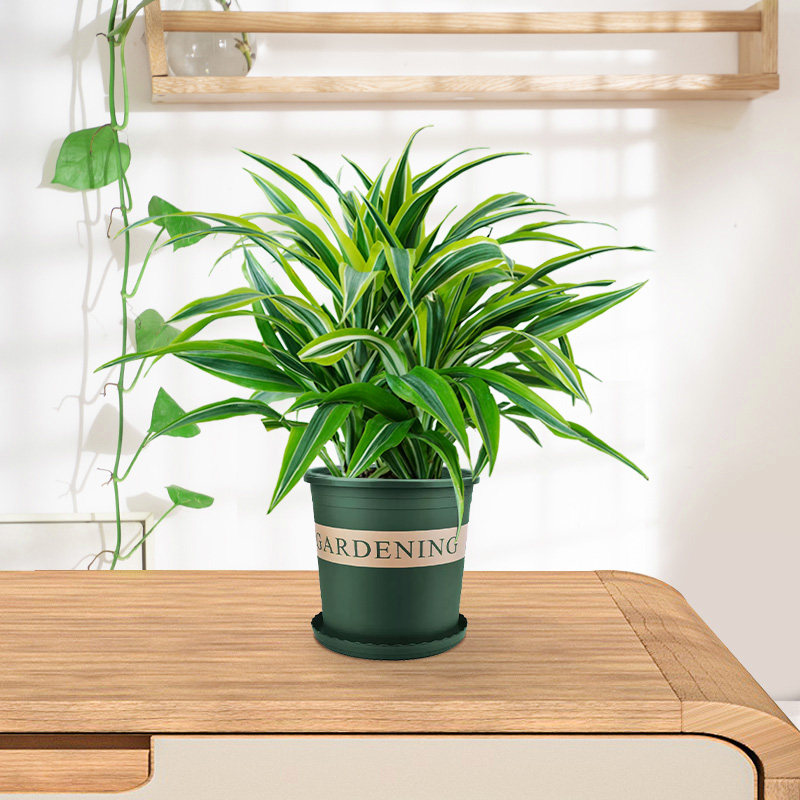 巴西美人盆栽西铁金边客厅办公办公室室内净化空气绿植