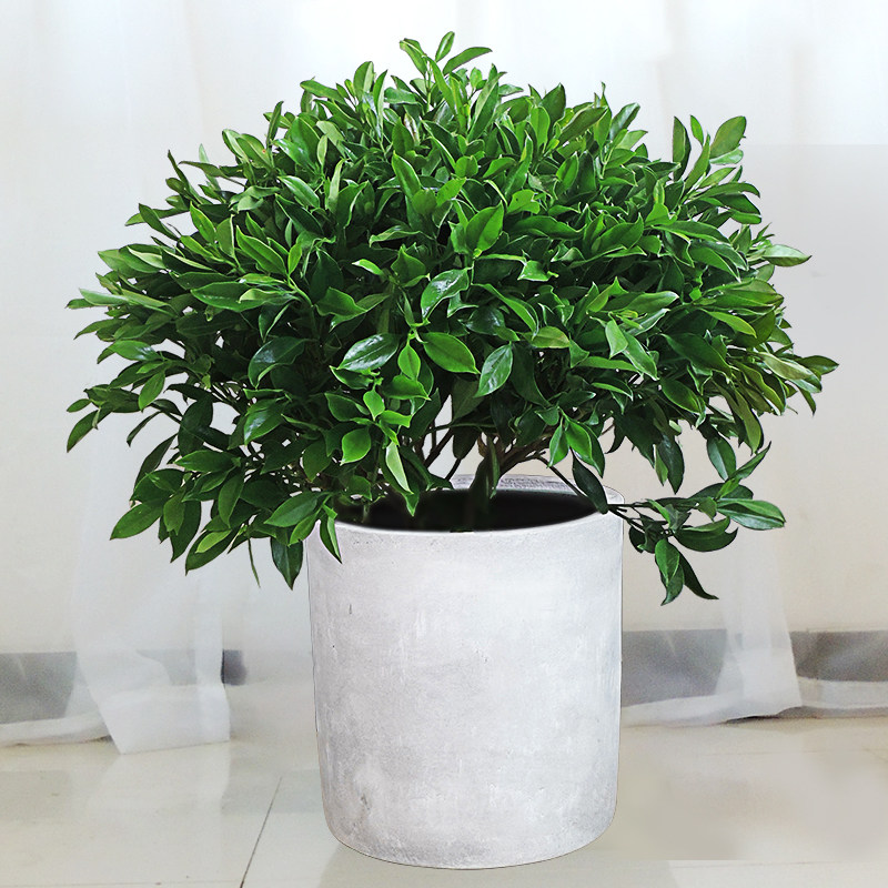 非洲茉莉盆栽花卉植物绿植办公办公室室内观赏绿植