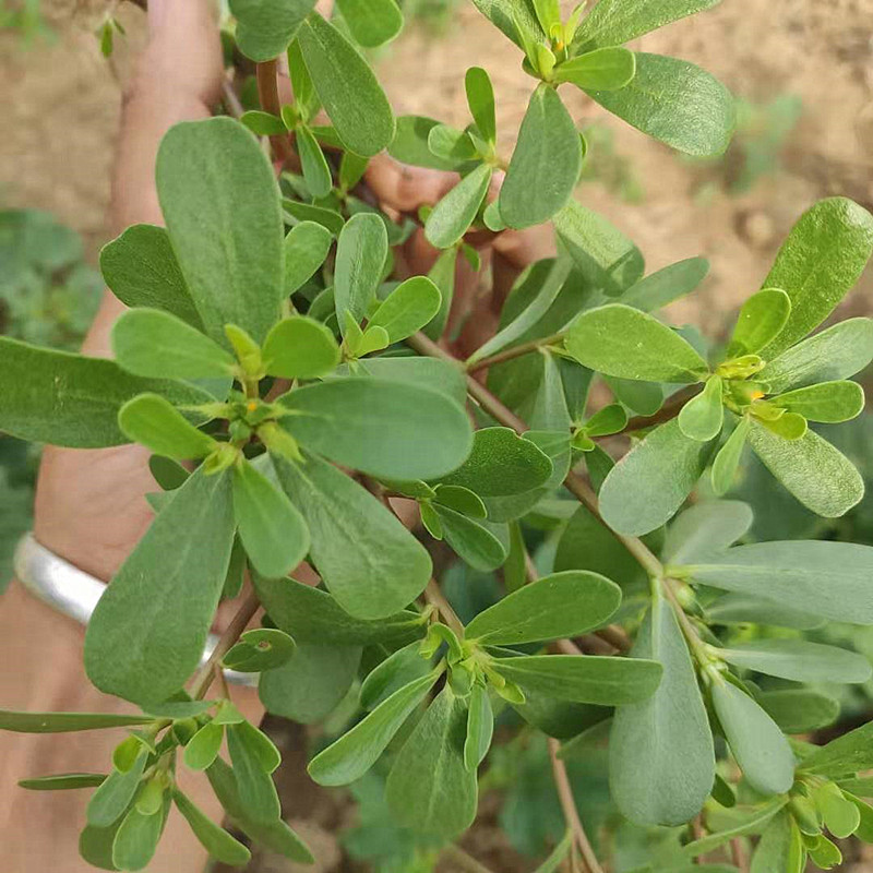 新鲜野生马齿苋当季现挖长寿五行行草马蜂菜马其它