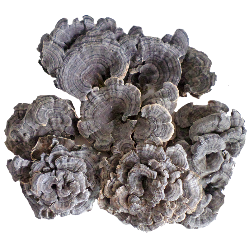 野生东北长白山整枝灰芝杂色干品黄云芝可打粉包整枝灵芝