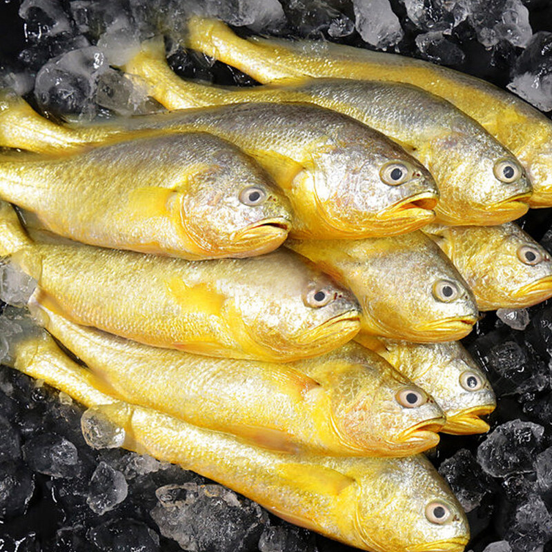 小黄鲜冻黄鱼野生海新鲜冷冻黄花鱼连云港海鲜水产黄鱼