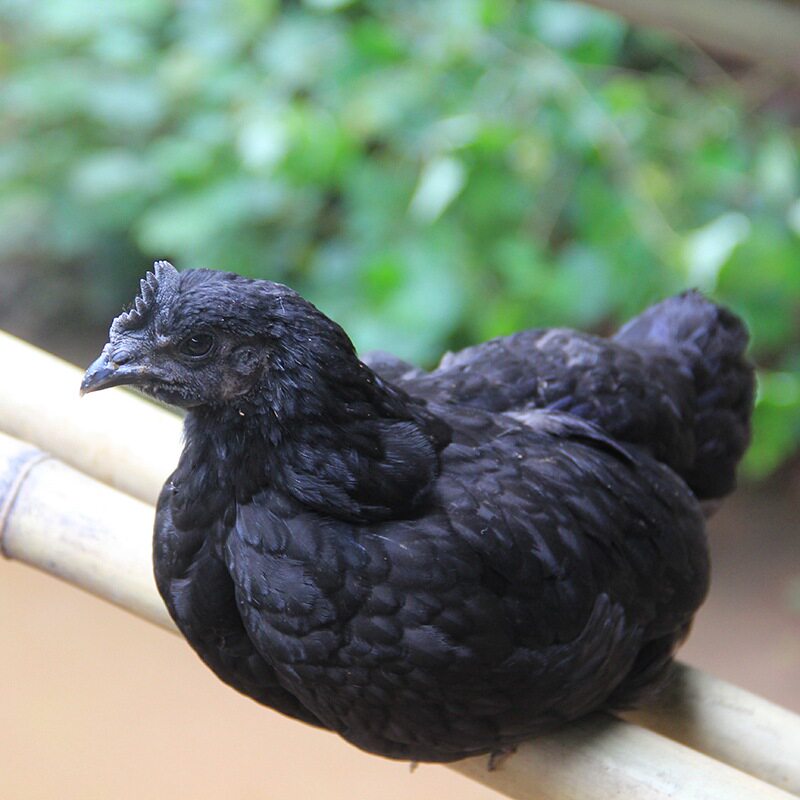 乌鸡土鸡农家散养跑山鸡农村母鸡子母鸡老母鸡乌骨鸡生态月子走地