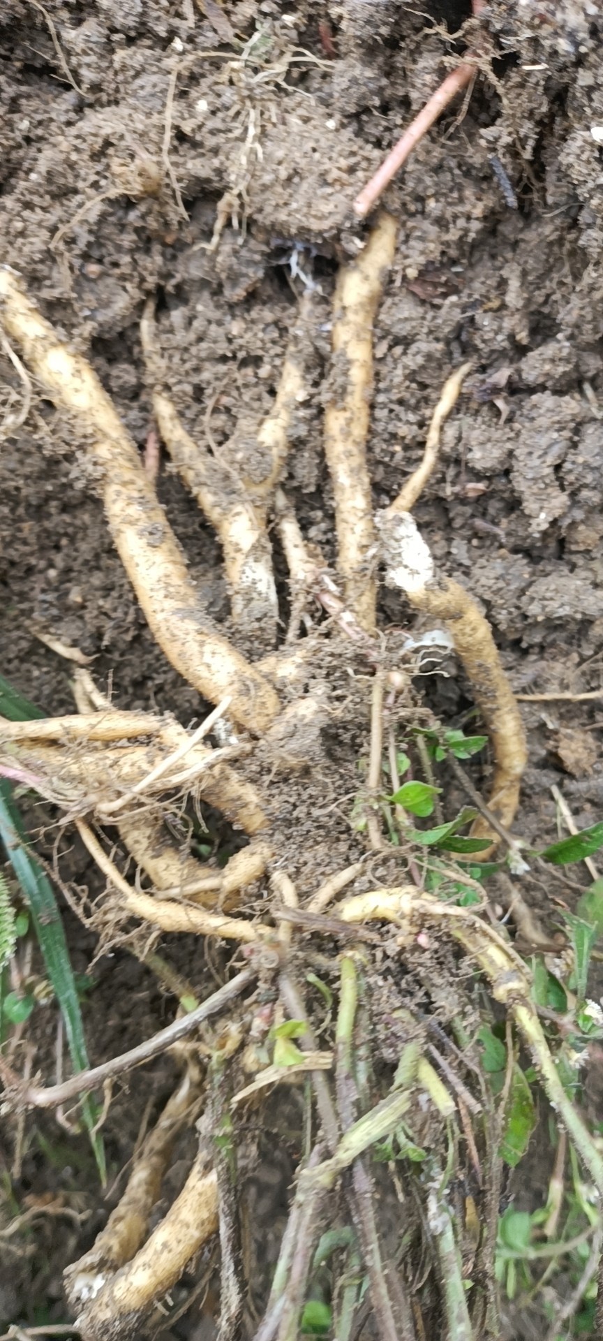 新鲜雾水葛脓见消咄脓膏糯米藤拔脓膏山草药纯根全株