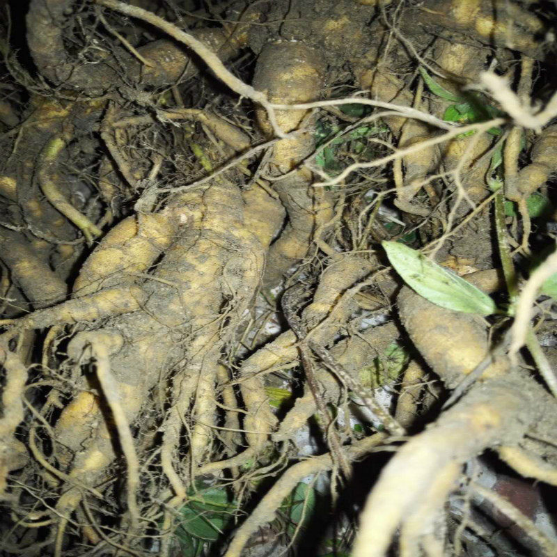 新鲜雾水葛脓见消咄脓膏糯米藤拔脓膏山草药纯根全株